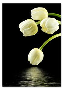 Vertikální Foto obraz fotografie na skle Bílé tulipány osv-53318527