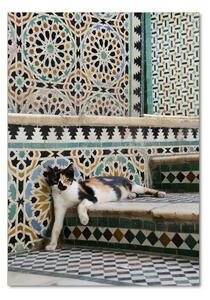 Vertikální Foto obraz sklo tvrzené Kocour v Maroku osv-56384997