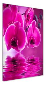 Vertikální Fotoobraz na skle Růžová orchidej osv-58002130