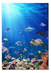 Vertikální Foto obraz sklo tvrzené Korálový útes osv-61347812
