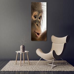 Vertikální Fotoobraz na skle Mladý orangutan osv-61570229