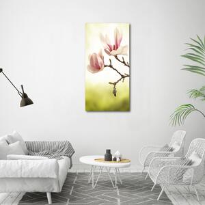 Vertikální Foto obraz na plátně Květy magnolie ocv-64406136