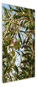 Vertikální Fotoobraz na skle Olivy na stromě osv-65546648