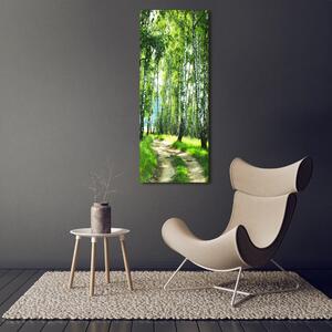 Vertikální Foto obraz sklo tvrzené Břízový les osv-66218016