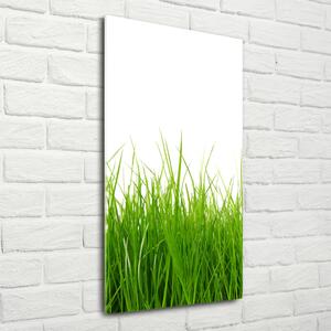 Vertikální Foto obraz sklo tvrzené Zelená tráva osv-66476309