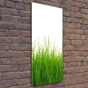 Vertikální Foto obraz sklo tvrzené Zelená tráva osv-66476309