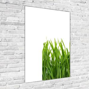 Vertikální Foto obraz sklo tvrzené Zelená tráva osv-66714934