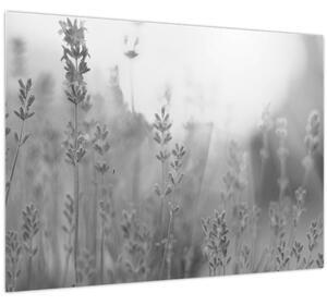 Obraz - Levandule (70x50 cm)