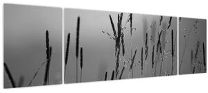 Obraz - Stébla trávy (170x50 cm)