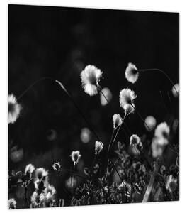 Obraz - Louka s cottongrass N⁰1 (30x30 cm)