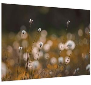 Obraz - Louka s cottongrass N⁰2 (70x50 cm)