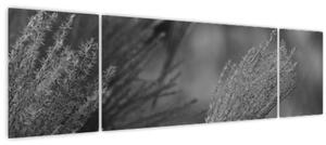 Obraz - Sušená pampová tráva (170x50 cm)