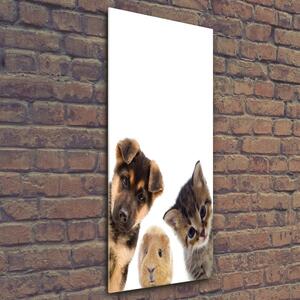 Vertikální Foto obraz skleněný svislý Domácí zvířata osv-67306538