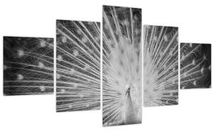 Obraz - Bílý páv (125x70 cm)