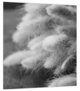 Obraz - Bunny tail grass na stole (30x30 cm)