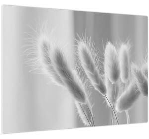 Obraz - Bunny tail grass (70x50 cm)