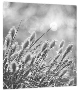 Obraz - Béžová soft grass N⁰1 (30x30 cm)