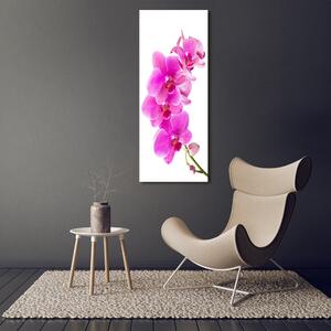 Vertikální Foto obraz na plátně Růžová orchidej ocv-67673367