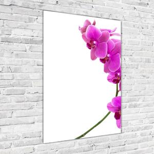 Vertikální Fotoobraz na skle Růžová orchidej osv-67691978