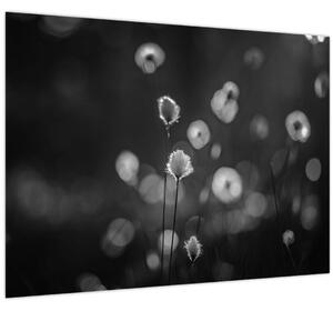 Obraz - Cottongrass na louce (70x50 cm)