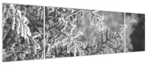 Obraz - Smrkový les (170x50 cm)