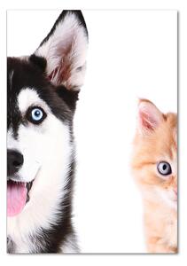 Vertikální Foto obraz sklo tvrzené Pes a kočka osv-69481621