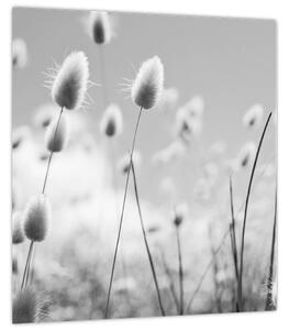 Obraz - Boho bunny tail grass (30x30 cm)