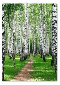 Vertikální Foto obraz sklo tvrzené Břízový les osv-72008016