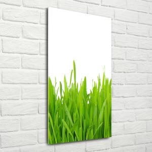 Vertikální Foto obraz sklo tvrzené Zelená tráva osv-78248297