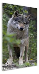 Vertikální Foto obraz sklo tvrzené Vlk v lese osv-79173731