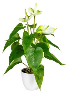 Umělá květina Anthurium bílá v květináči, 40cm
