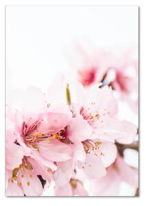 Vertikální Fotoobraz na skle Květ mandloně osv-79943111