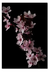 Vertikální Foto obraz sklo tvrzené Květy višně osv-80647628