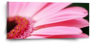 Sablio Obraz Růžová gerbera - 110x50 cm