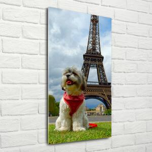 Vertikální Foto obraz sklo tvrzené Pes v Paříži osv-82234156