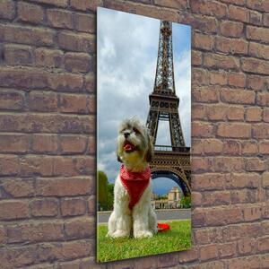 Vertikální Foto obraz sklo tvrzené Pes v Paříži osv-82234156