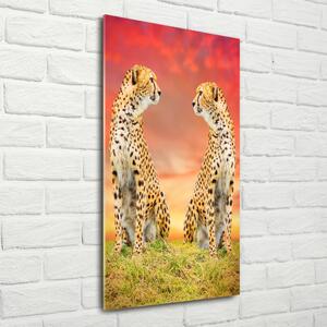 Vertikální Foto obraz sklo tvrzené Dva gepardi osv-82648139