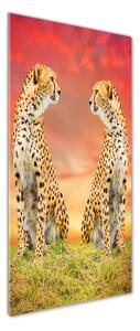 Vertikální Foto obraz sklo tvrzené Dva gepardi osv-82648139