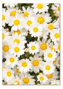 Vertikální Foto obraz skleněný svislý Květy semikrásky osv-83272267