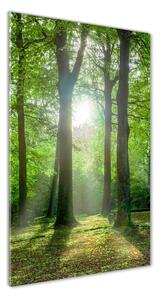 Vertikální Foto obraz fotografie na skle Slunce v lese osv-83761182