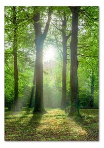 Vertikální Foto obraz fotografie na skle Slunce v lese osv-83761182