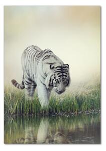 Vertikální Foto obraz sklo tvrzené Bílý tygr osv-84071201