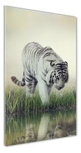 Vertikální Foto obraz sklo tvrzené Bílý tygr osv-84071201