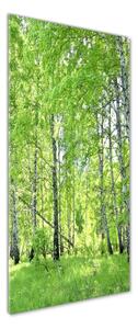 Vertikální Foto obraz sklo tvrzené Břízový les osv-84161730