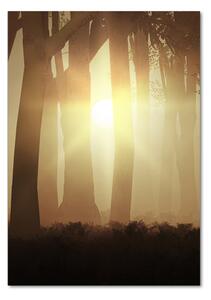 Vertikální Foto obraz sklo tvrzené Mlha v lese osv-84176608