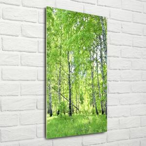 Vertikální Foto obraz sklo tvrzené Břízový les osv-84161730