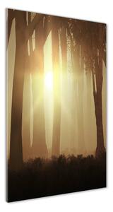 Vertikální Foto obraz sklo tvrzené Mlha v lese osv-84176608