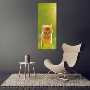Vertikální Vertikální Foto obraz na plátně do obýváku Červená kočka ocv-84856459