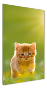 Vertikální Foto-obrah sklo tvrzené Červená kočka osv-84856459