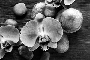 Tapeta orchidej a kameny v černobílém provedení - 150x100 cm